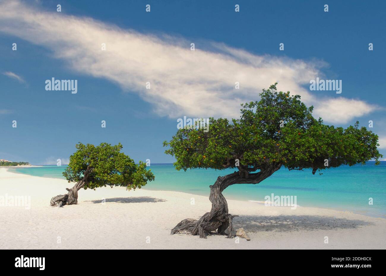 Divi Divi alberi sul litorale di Eagle Beach ad Aruba Foto Stock