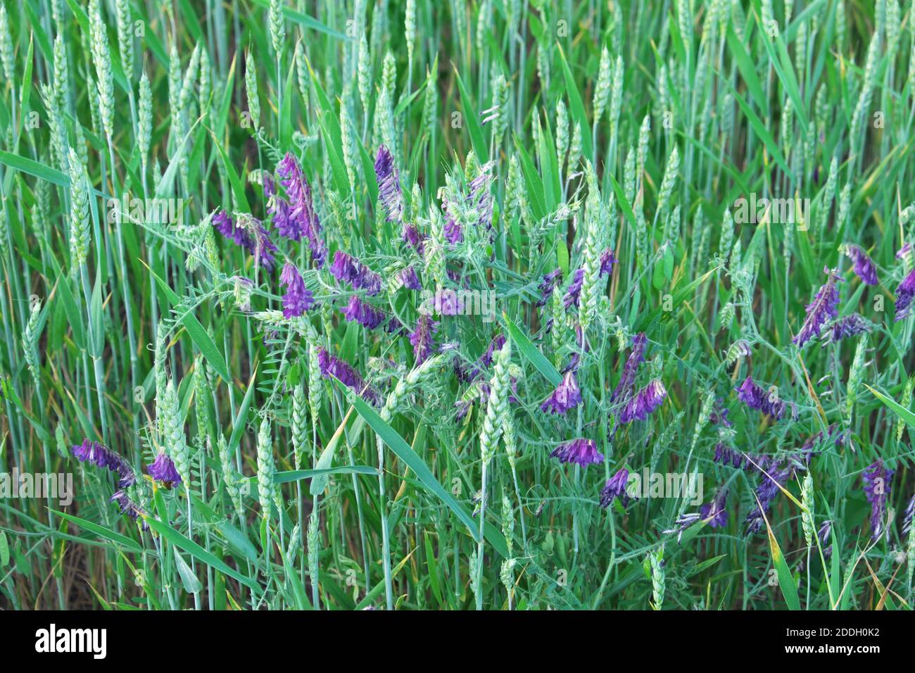 Il vetch primaverile cresce tra le orecchie di grano. Fiori selvatici violacei. Vika siderat. Foto Stock