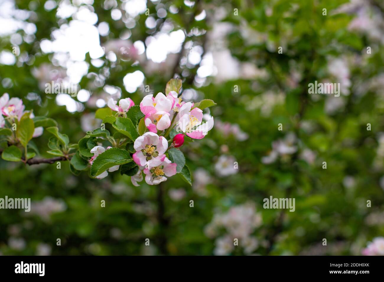 Primavera, fiori con delicati petali rosa. Apple fiore in primavera, sfondo carta da parati Foto Stock
