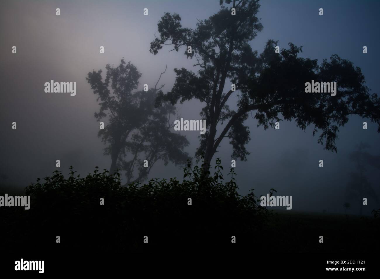 Le montagne della foresta pluviale Evergreen catturate durante una mattinata in anticipo al Kaziranga National Park, Assam, Nord-est, India. Foto Stock