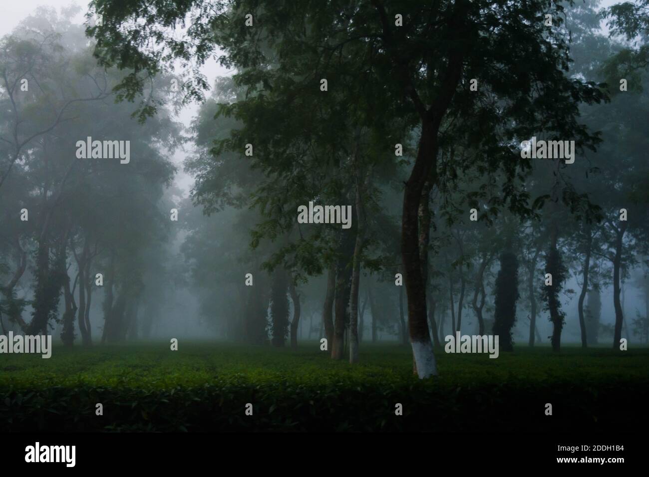 Le montagne della foresta pluviale Evergreen catturate durante una mattinata in anticipo al Kaziranga National Park, Assam, Nord-est, India. Foto Stock