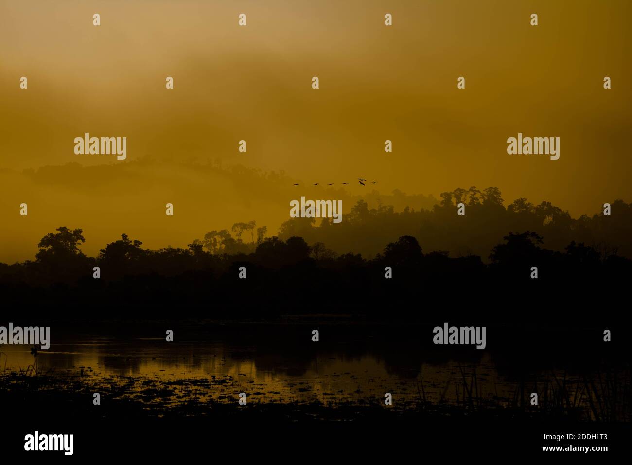Le montagne della foresta pluviale Evergreen catturate durante una mattinata in anticipo al Kaziranga National Park, Assam, Nord-est, India. Foto Stock