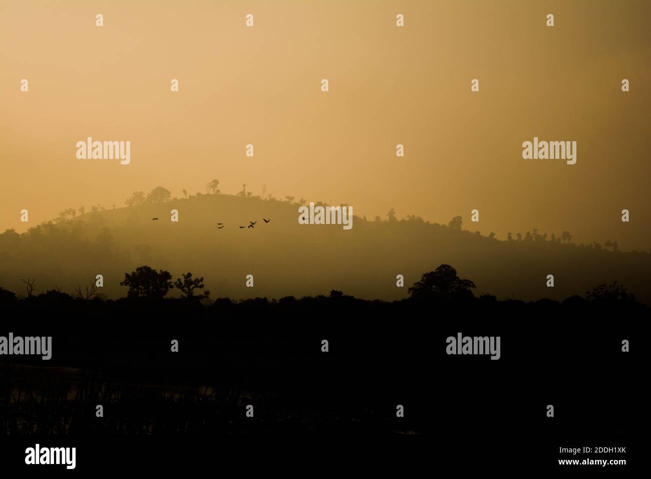 Le montagne della foresta pluviale Evergreen catturate durante una mattinata in anticipo al Kaziranga National Park, Assam, Nord-est, India. Foto Stock