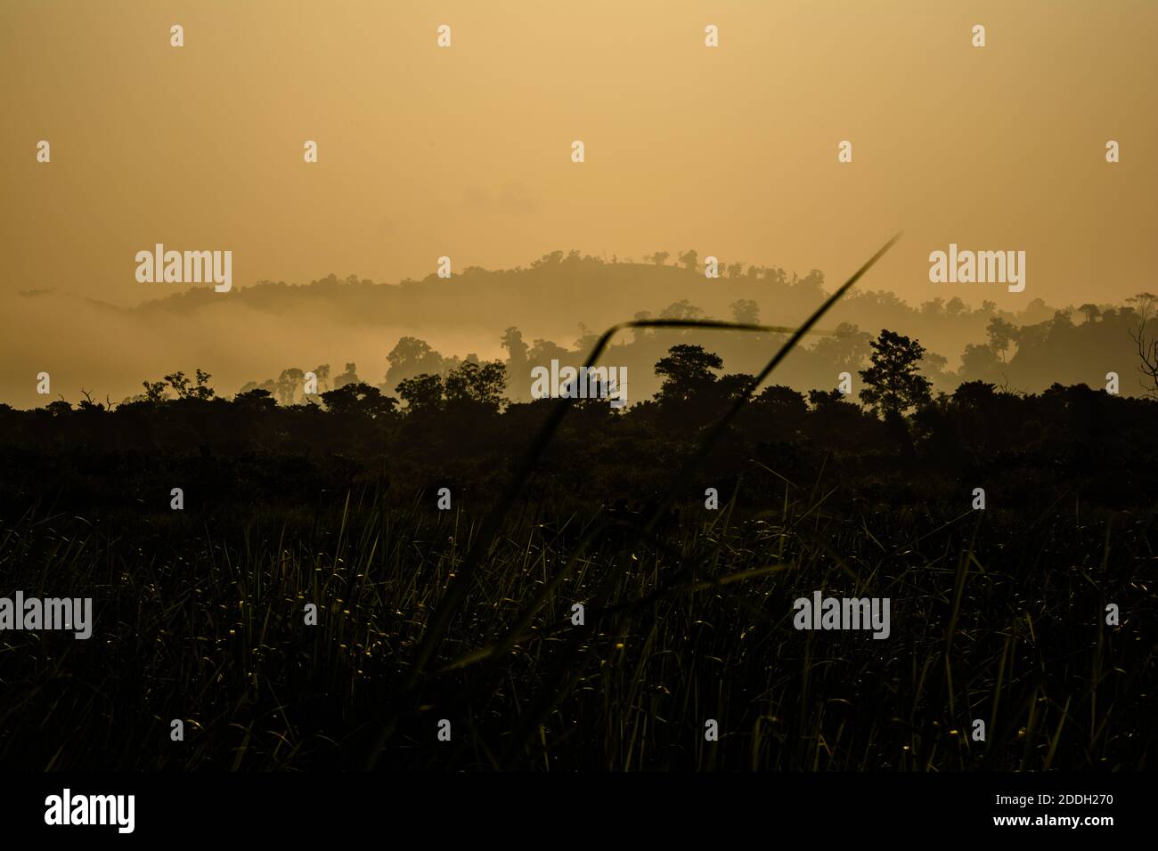Le montagne della foresta pluviale Evergreen catturate durante una mattinata in anticipo al Kaziranga National Park, Assam, Nord-est, India. Foto Stock
