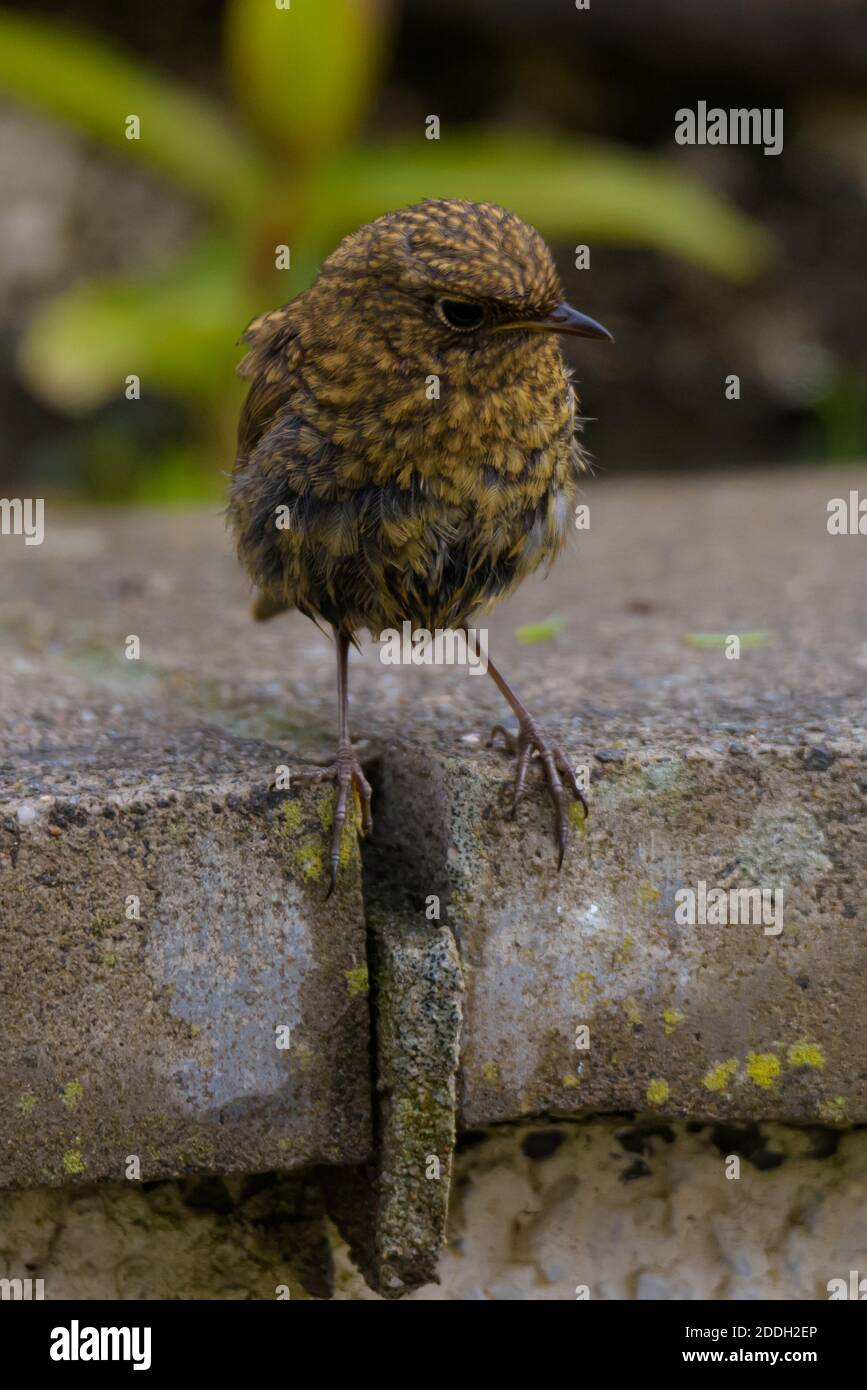 Giovane Robin ancora in fuga con Juvenile Feathers Foto Stock