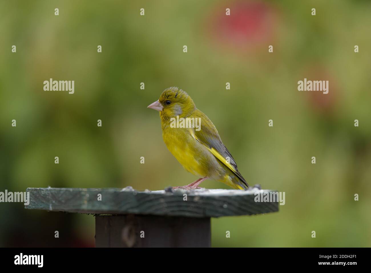 Giovane verdino su tavola degli uccelli 002 Foto Stock