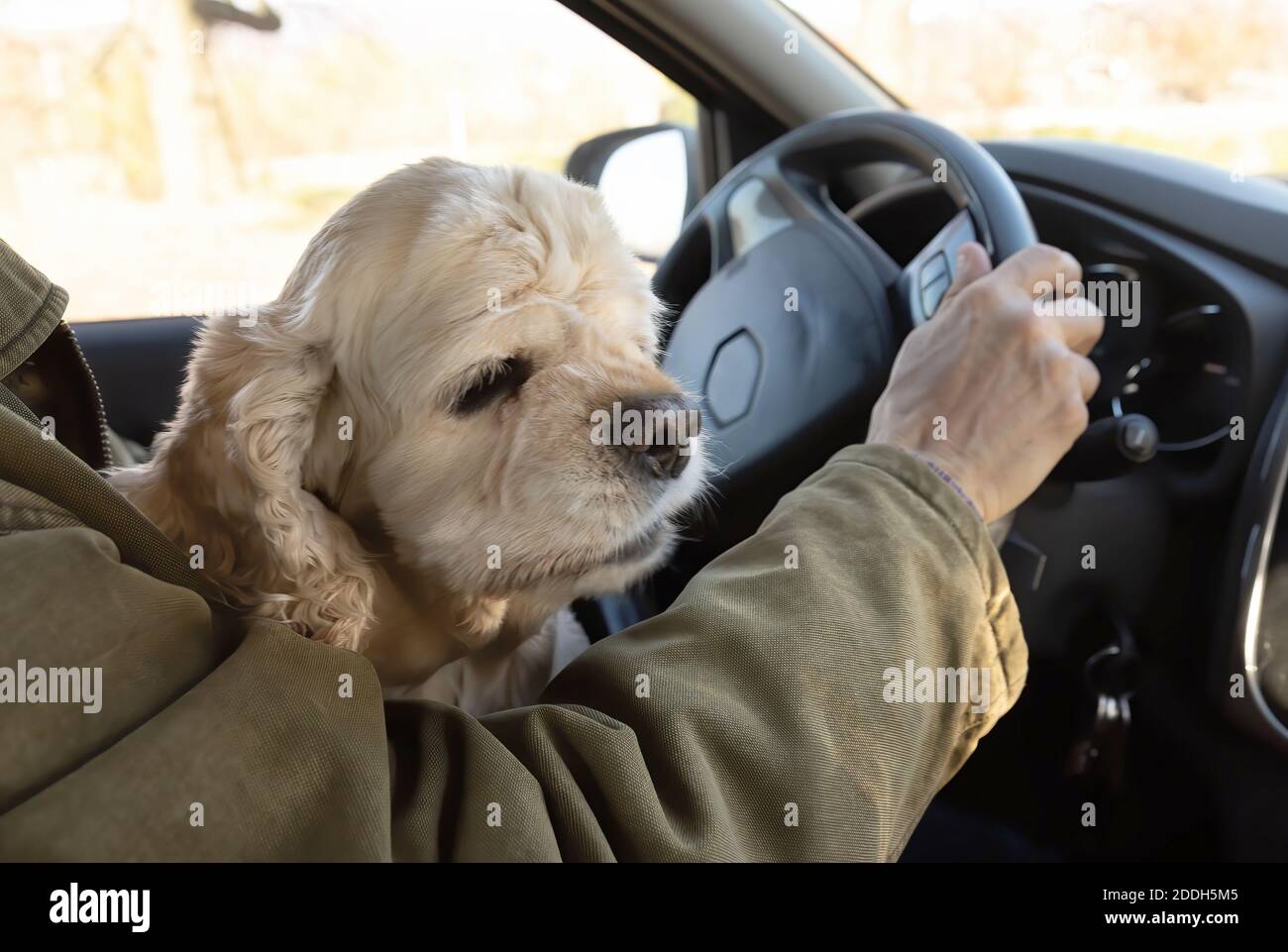 Uomo che viaggia in auto con il suo animale domestico preferito Foto Stock