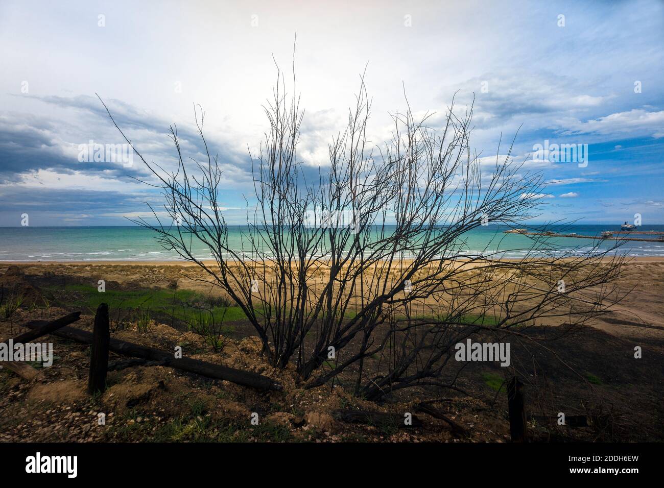 Riserva naturale di Punta Penne, vasto, Abruzzo, Italia: Lo scheletro di un albero bruciato lungo i gradini della Riserva Marina dopo l'incendio Foto Stock