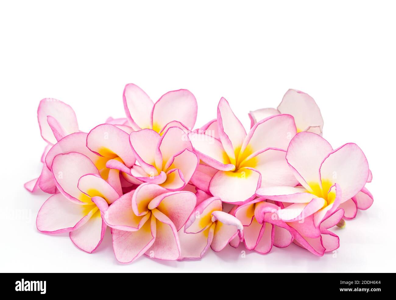 Frangipani rosa isolato su sfondo bianco, spazio copia Foto Stock