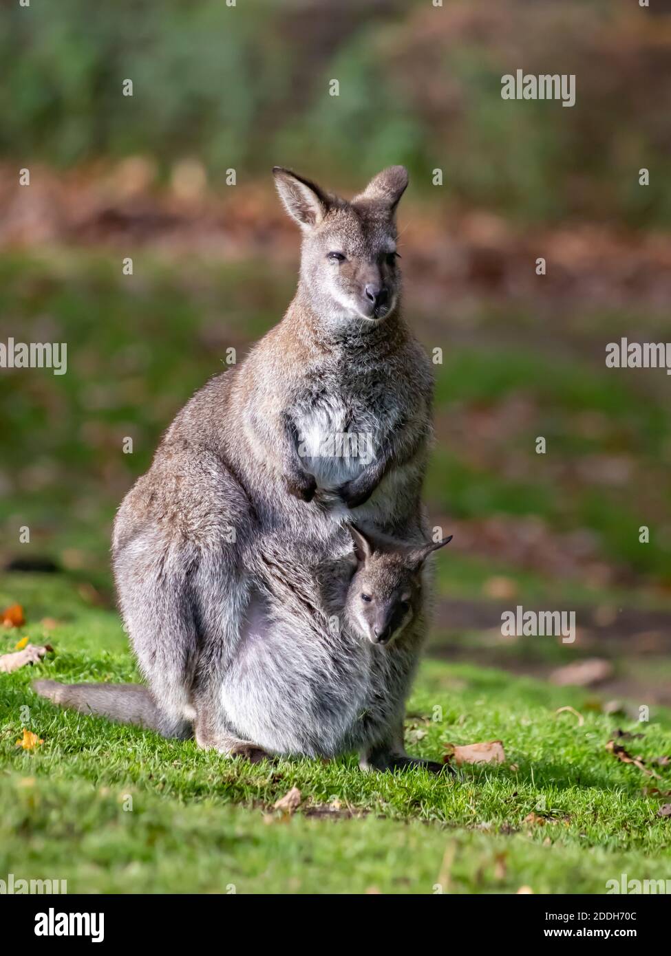 Un ritratto di un wallaby con un joey nel suo sacchetto, illuminato da un lato. Foto Stock