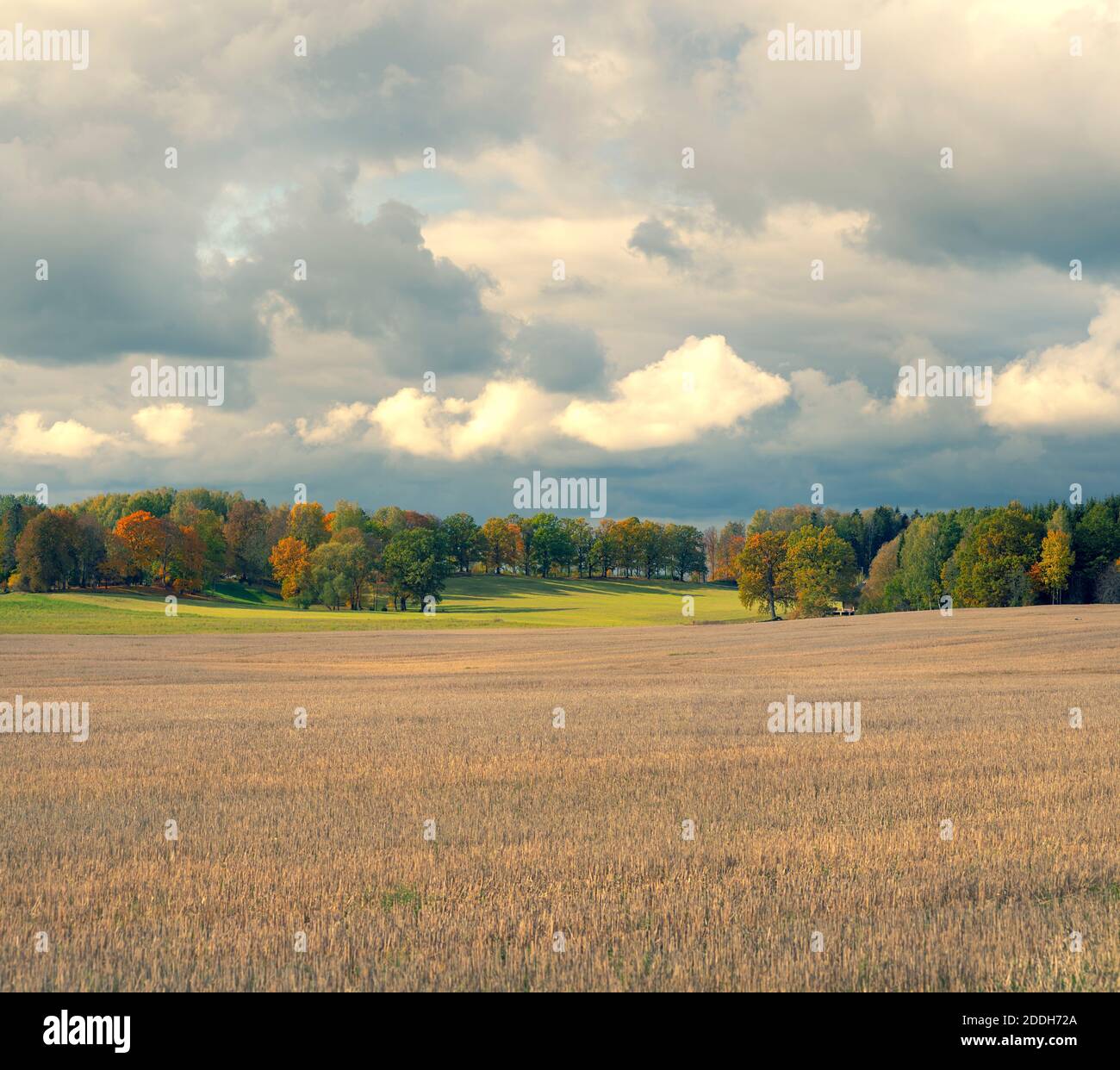 Campo rasata contro lo sfondo della foresta di autunno Foto Stock