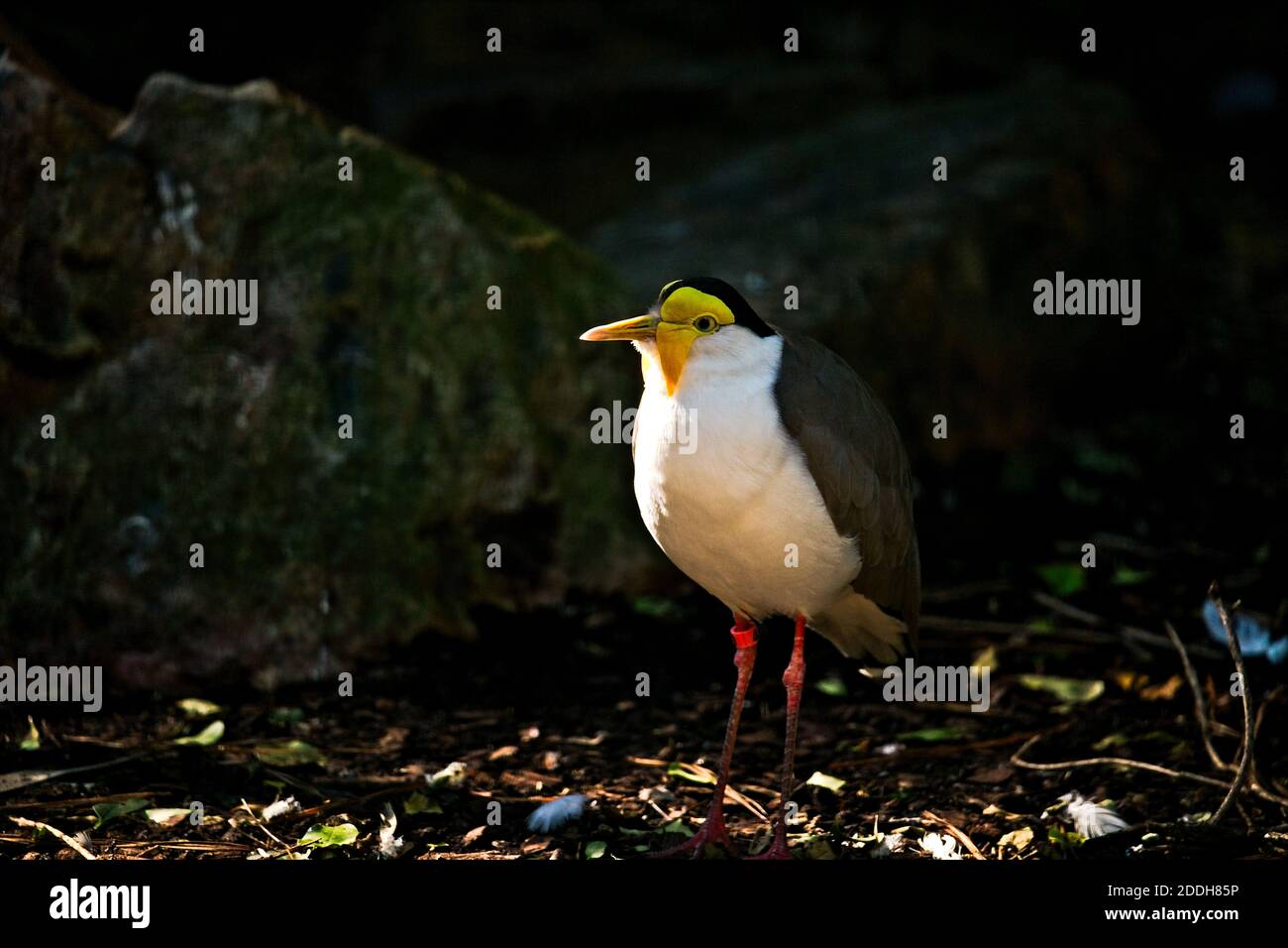 Questo mascherato Lapwing stava tenendo d'occhio le persone che camminavano intorno allo zoo di Birmingham in un pomeriggio soleggiato. Foto Stock