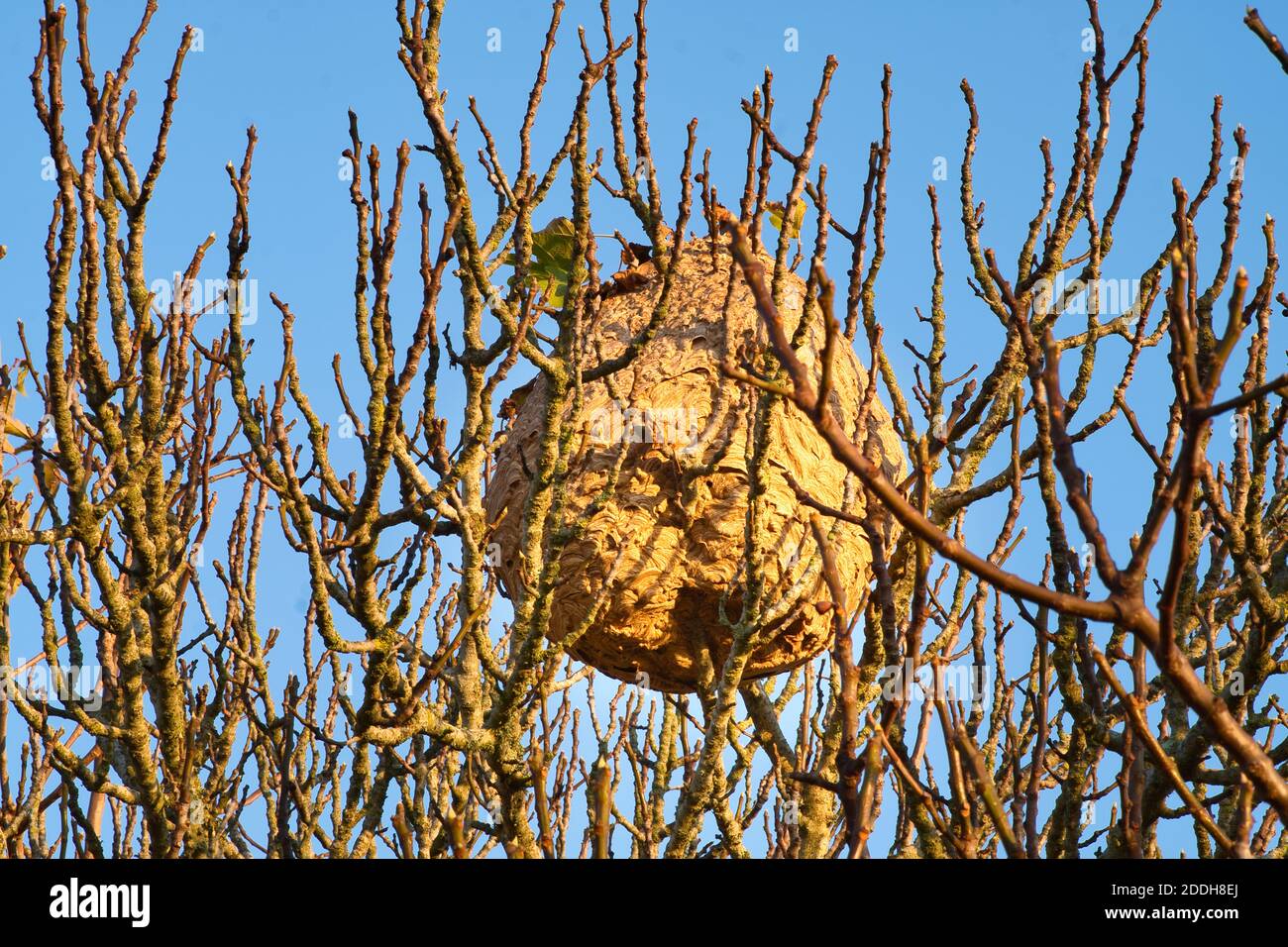 Nidi ovali nido di legno pulpato costruito in alto i rami di un albero di fichi. Asain specie invasive Foto Stock