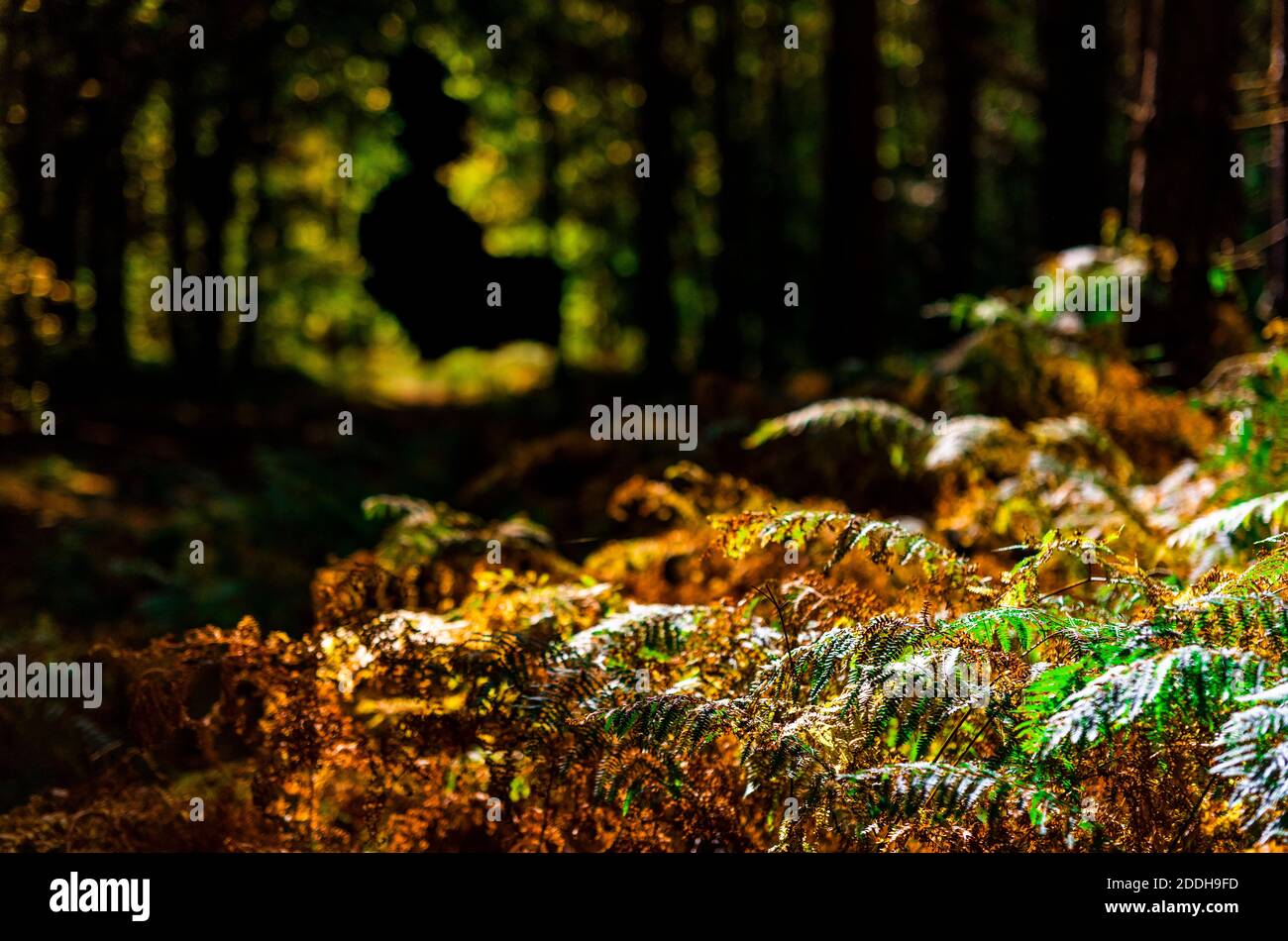 Autunnale scenario boschivo con una silhouette spettrale sullo sfondo, Blidworth Woods, Nottinghamshire Inghilterra Regno Unito Foto Stock