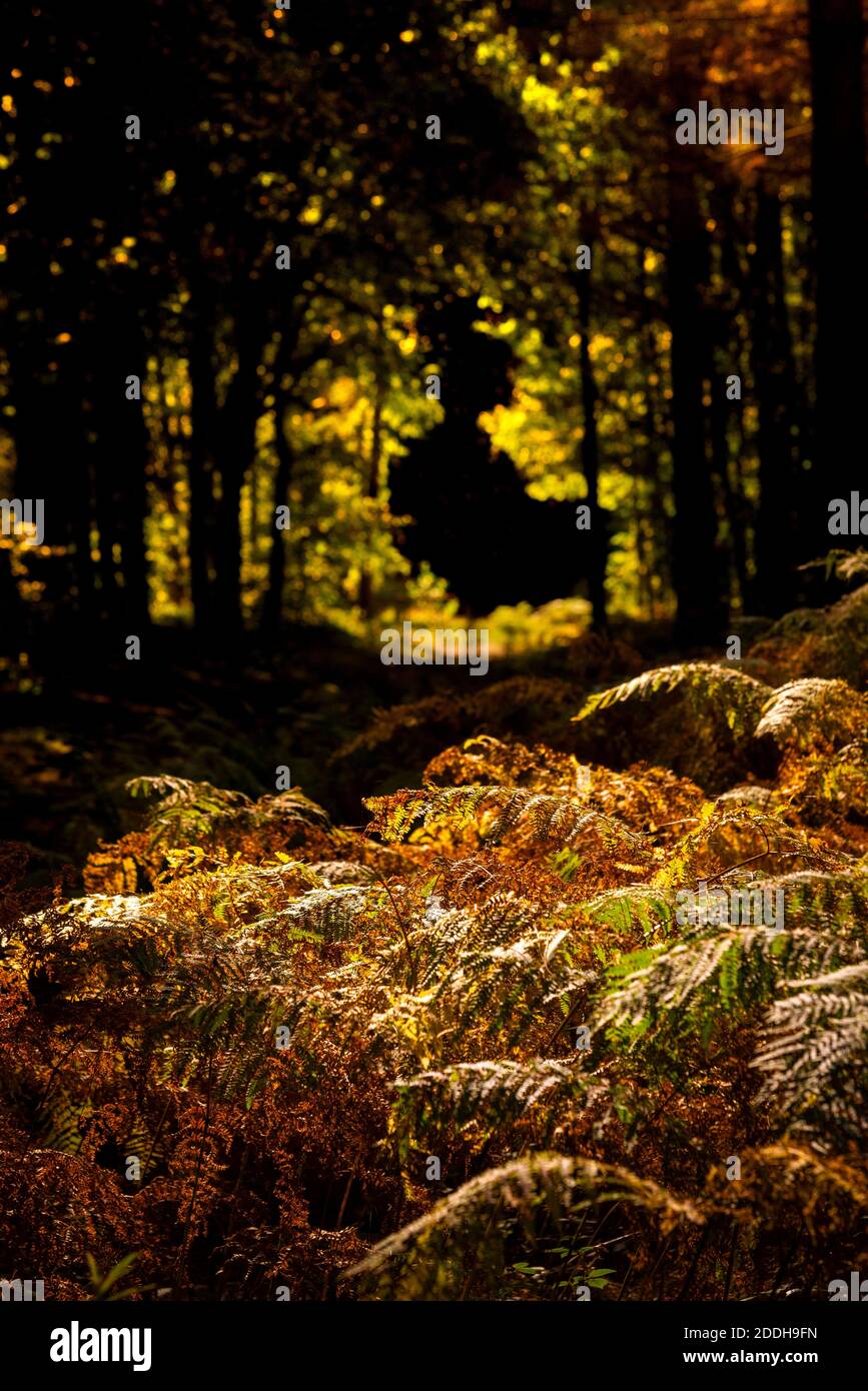 Autunnale scenario boschivo con una silhouette spettrale sullo sfondo, Blidworth Woods, Nottinghamshire Inghilterra Regno Unito Foto Stock