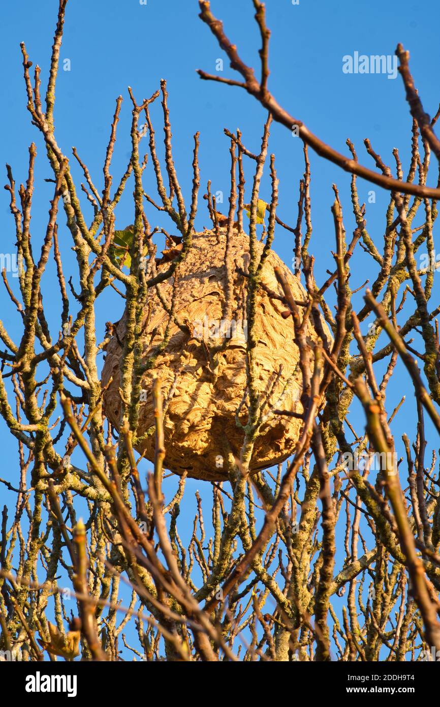 Nidi ovali nido di legno pulpato costruito in alto i rami di un albero di fichi. Specie asiatica invasiva. Foto Stock