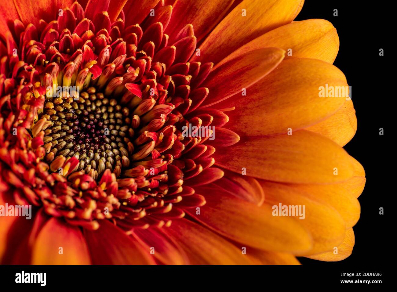 Primo piano Vai Orange Gerbera Flower Foto Stock