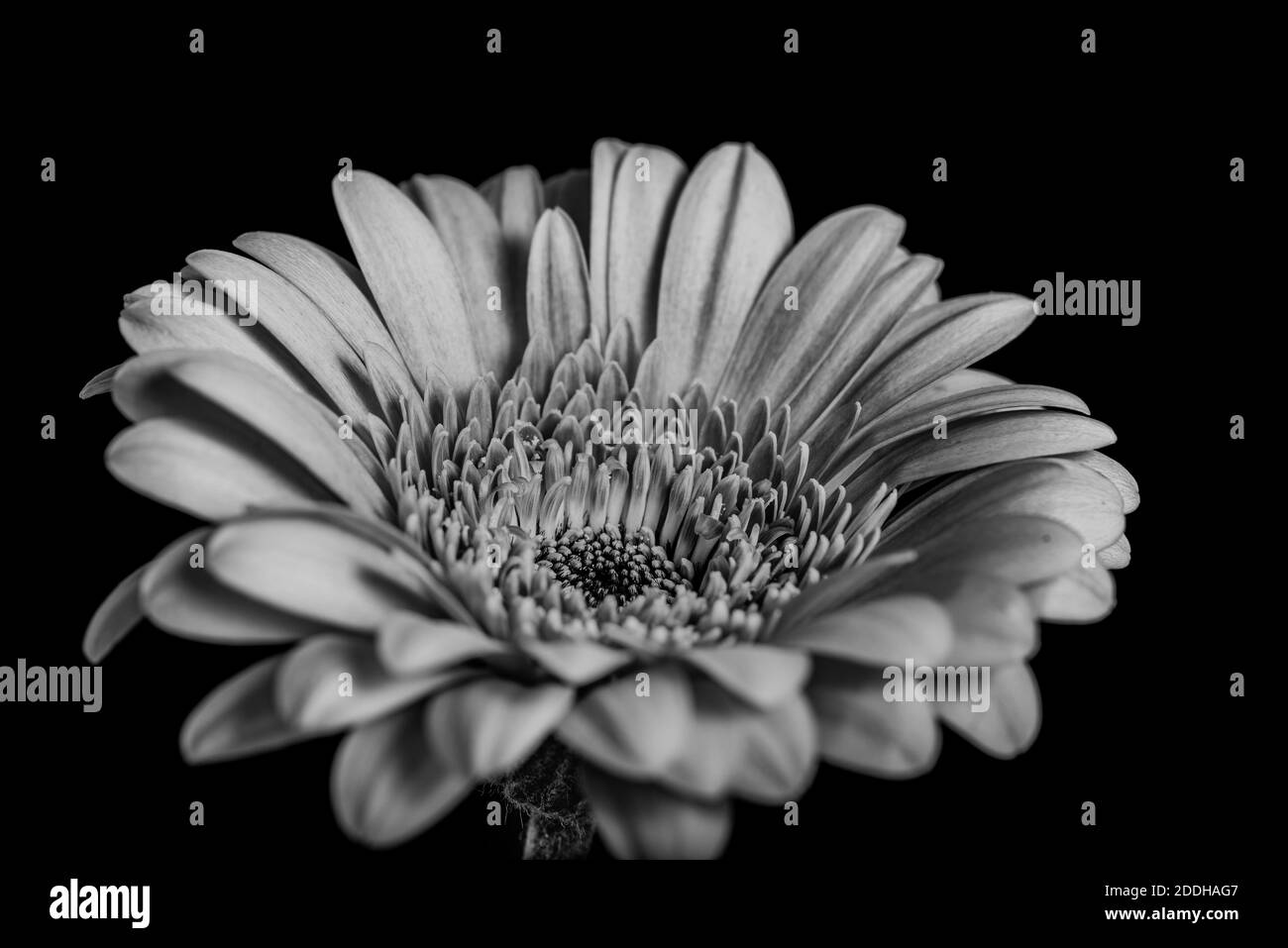 Primo piano di Gerbera Flower in bianco e nero Foto Stock