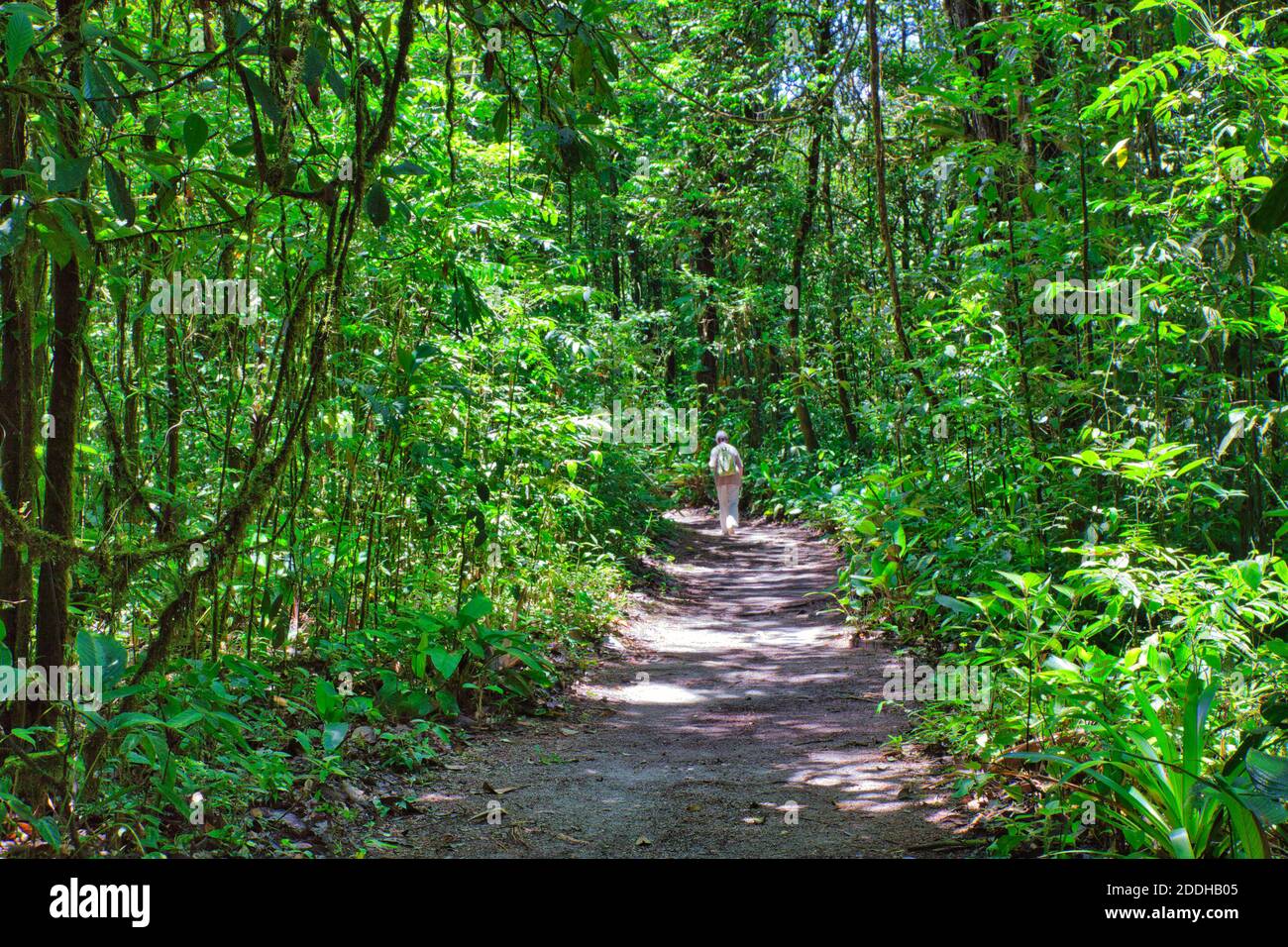 Delizioso percorso attraverso la foresta pluviale con una persona che cammina in lontananza nell'area delle Cascate di Kaiteur, Guyana, Sud America Foto Stock