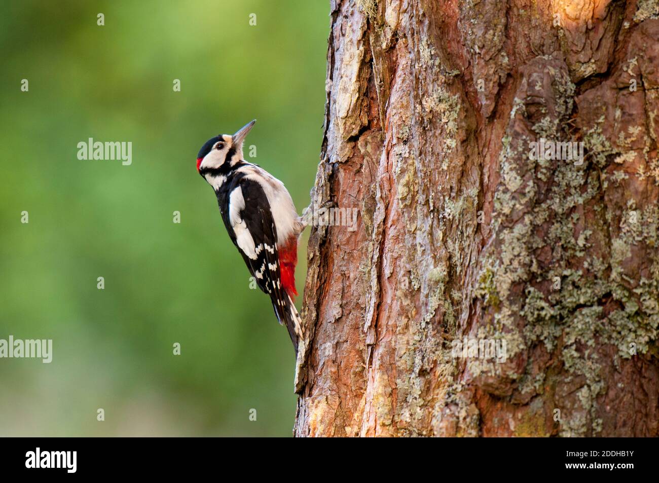 Un maschio adulto grande picchio macchiato (Dendrocopos Major) sul lato di una pineta a Shieldaig vicino a Gairloch nel nord ovest della Scozia. Giugno. Foto Stock