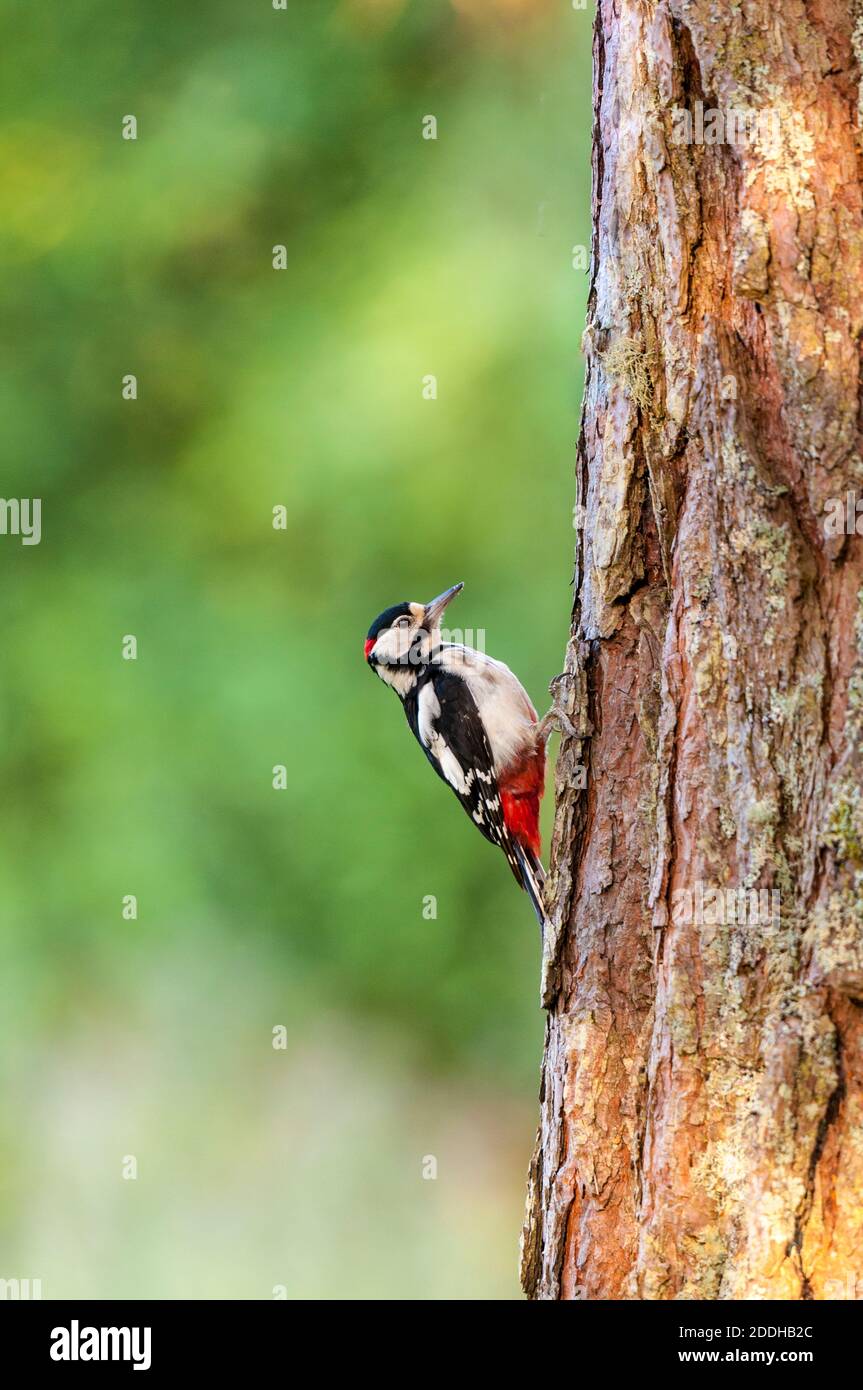 Un maschio adulto grande picchio macchiato (Dendrocopos Major) sul lato di una pineta a Shieldaig vicino a Gairloch nel nord ovest della Scozia. Giugno. Foto Stock