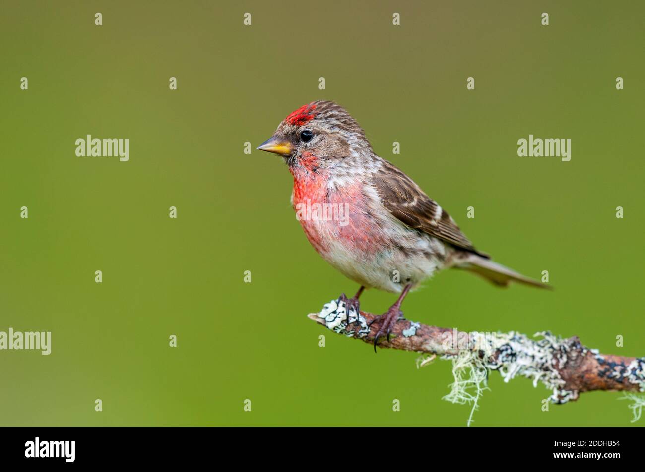 Un maschio adulto minore redpoll (cabaret Carduelis) appollaiato su un ramoscello di pino coperto di lichene a Shieldaig vicino a Gairloch, nel nord ovest della Scozia. Giugno. Foto Stock