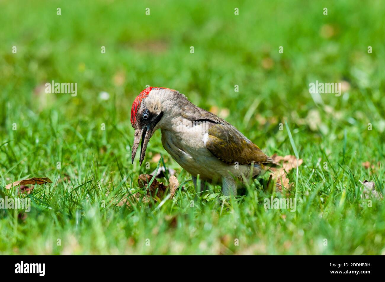 Un picchio verde adulto (Picus viridus) con un becco molto fangoso che forava su un prato sull'isola di Sheppey in Kent. Luglio. Foto Stock