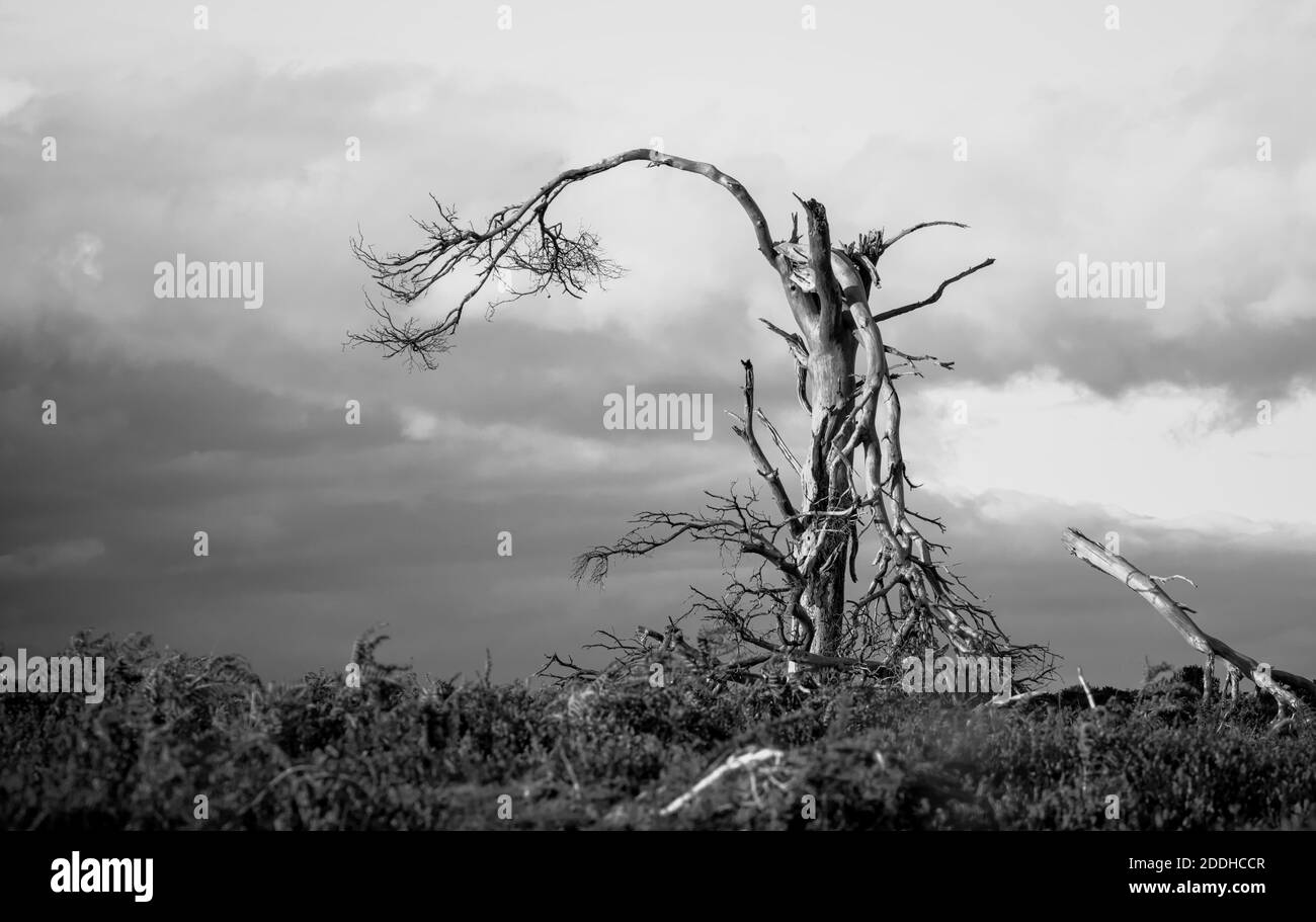 Un vecchio albero rotto spazzato dal vento Lone che si trova in piedi da solo nel paesaggio contro UN cielo stormy in bianco e nero monocromatico. Preso New Forest Hampshire Regno Unito Foto Stock