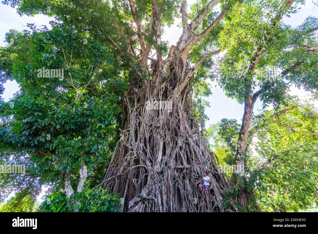 Un uomo è svanito mentre scala le radici dell'albero massiccio del ficus in Baler, Aurora, Filippine Foto Stock