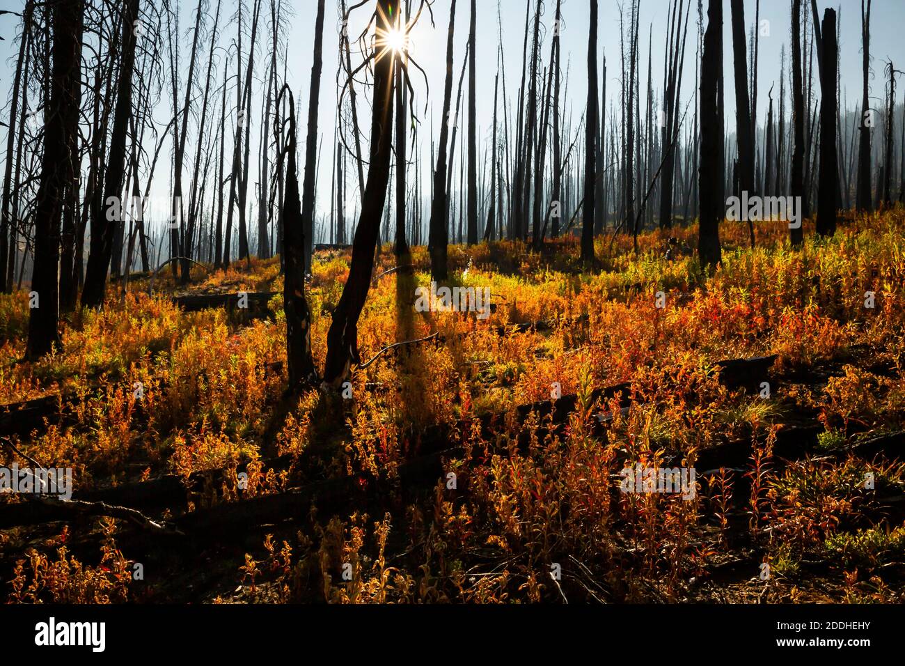 WA18524-00...WASHINGTON - UN'area bruciata passò lungo il Boundary Trail sulla Bunker Hill nella natura selvaggia di Pasayten della Foresta Nazionale di Okanogan. Foto Stock