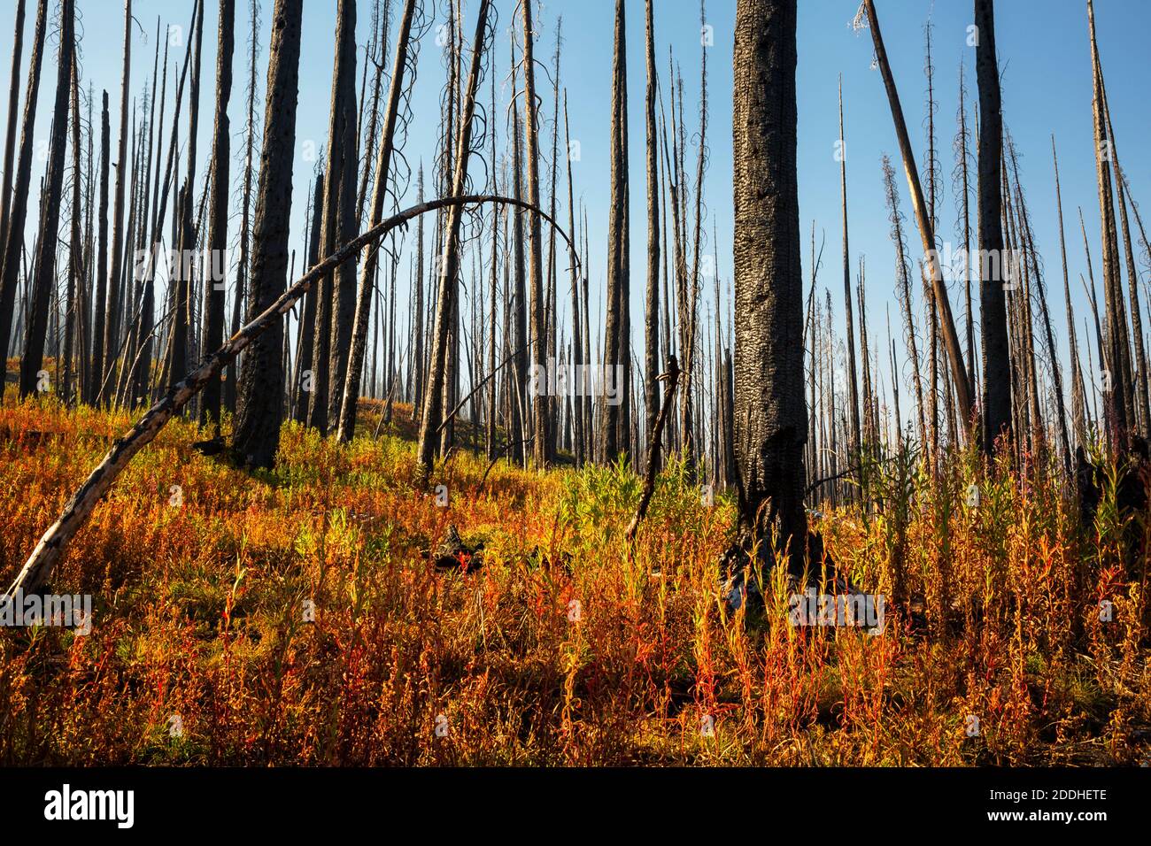 WA18528-00...WASHINGTON - la vegetazione colorata autunnale in un'area bruciata lungo il Boundary Trail su Bunker Hill nella zona di Pasayten Wilderness. Foto Stock