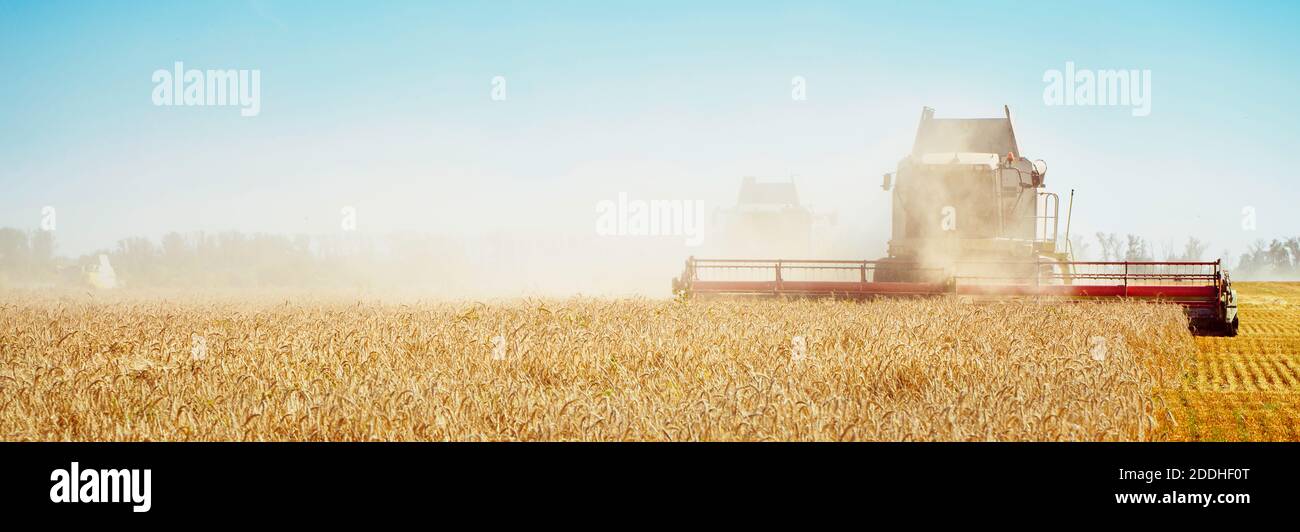 Macchina mietitrebbiatrice raccolti di grano maturo. Immagine di agricoltura Foto Stock