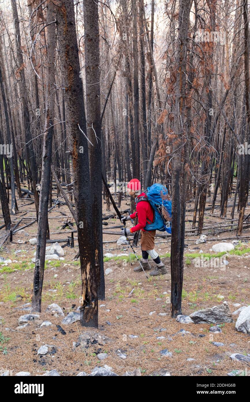 WA18991-00...WASHINGTON - gli escursionisti all'estremità occidentale del Boundary Trail si trovano di fronte a chilometri di foresta bruciata nella natura selvaggia di Pasayten. Foto Stock