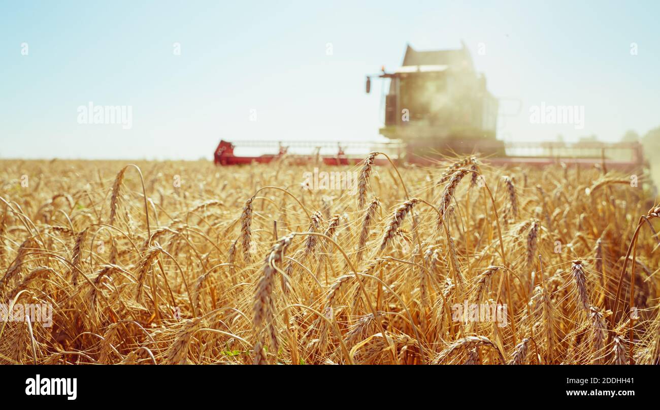 Macchina mietitrebbiatrice raccolti di grano maturo. Immagine di agricoltura Foto Stock