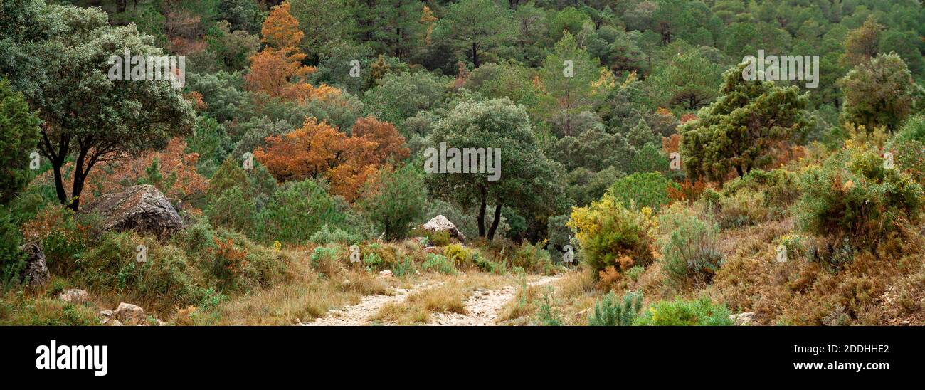 Un colpo panoramico di una collina coperta di verde a. giorno in autunno Foto Stock