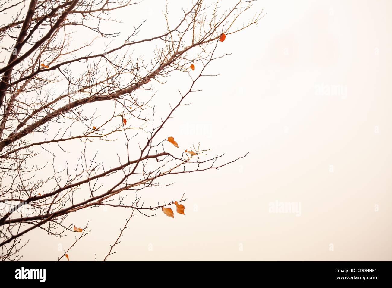 Un tiro ad angolo basso di un albero nudo sotto il luce del sole in autunno - perfetto per gli sfondi Foto Stock