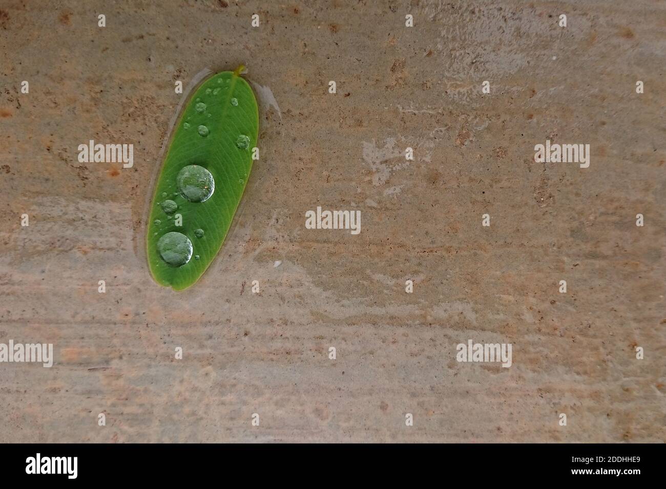 Una vista dall'alto di una foglia verde con gocce di pioggia esso sul terreno Foto Stock