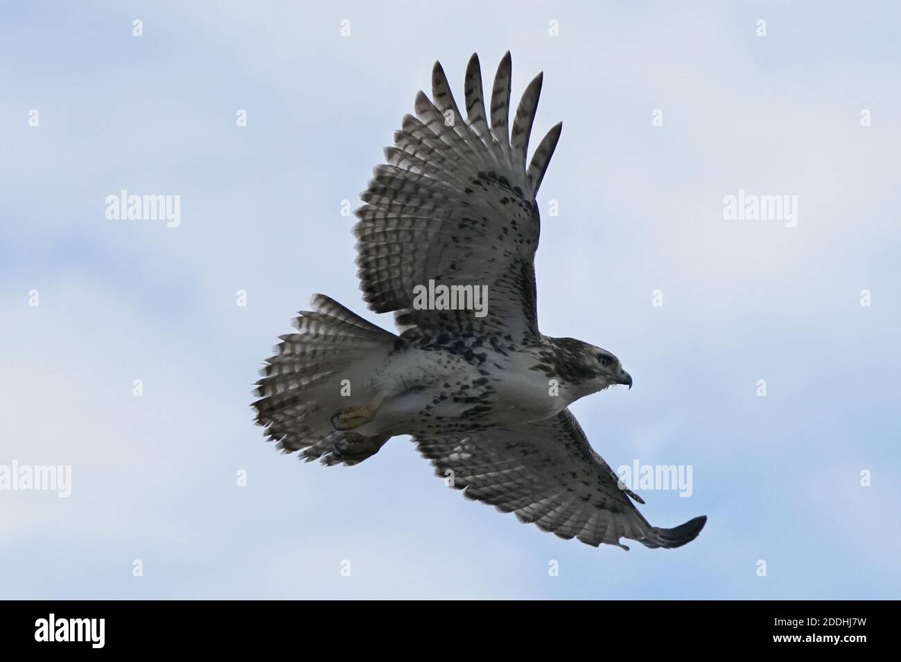 Falco a gambe ruvide seduto o in volo Foto Stock