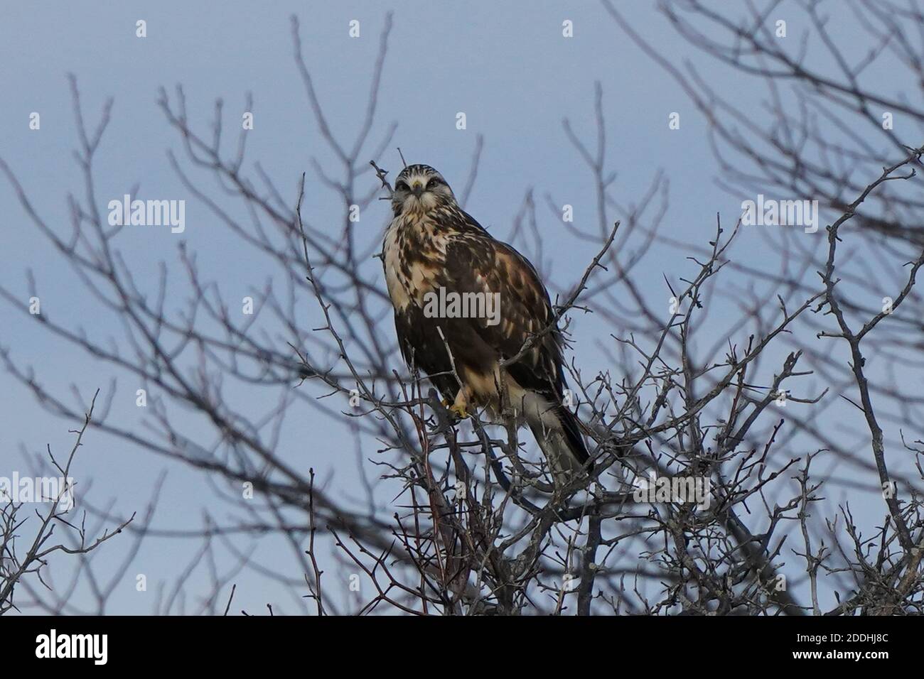 Falco a gambe ruvide seduto o in volo Foto Stock