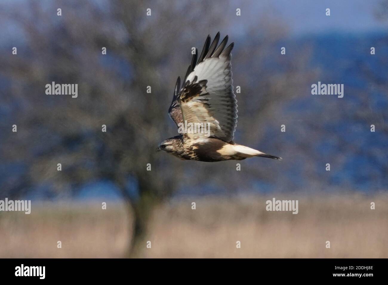 Falco a gambe ruvide seduto o in volo Foto Stock