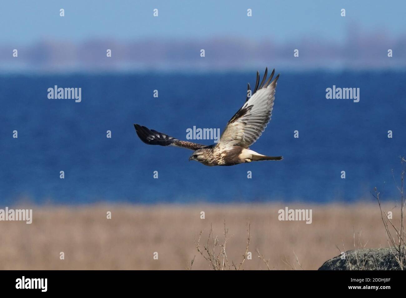Falco a gambe ruvide seduto o in volo Foto Stock