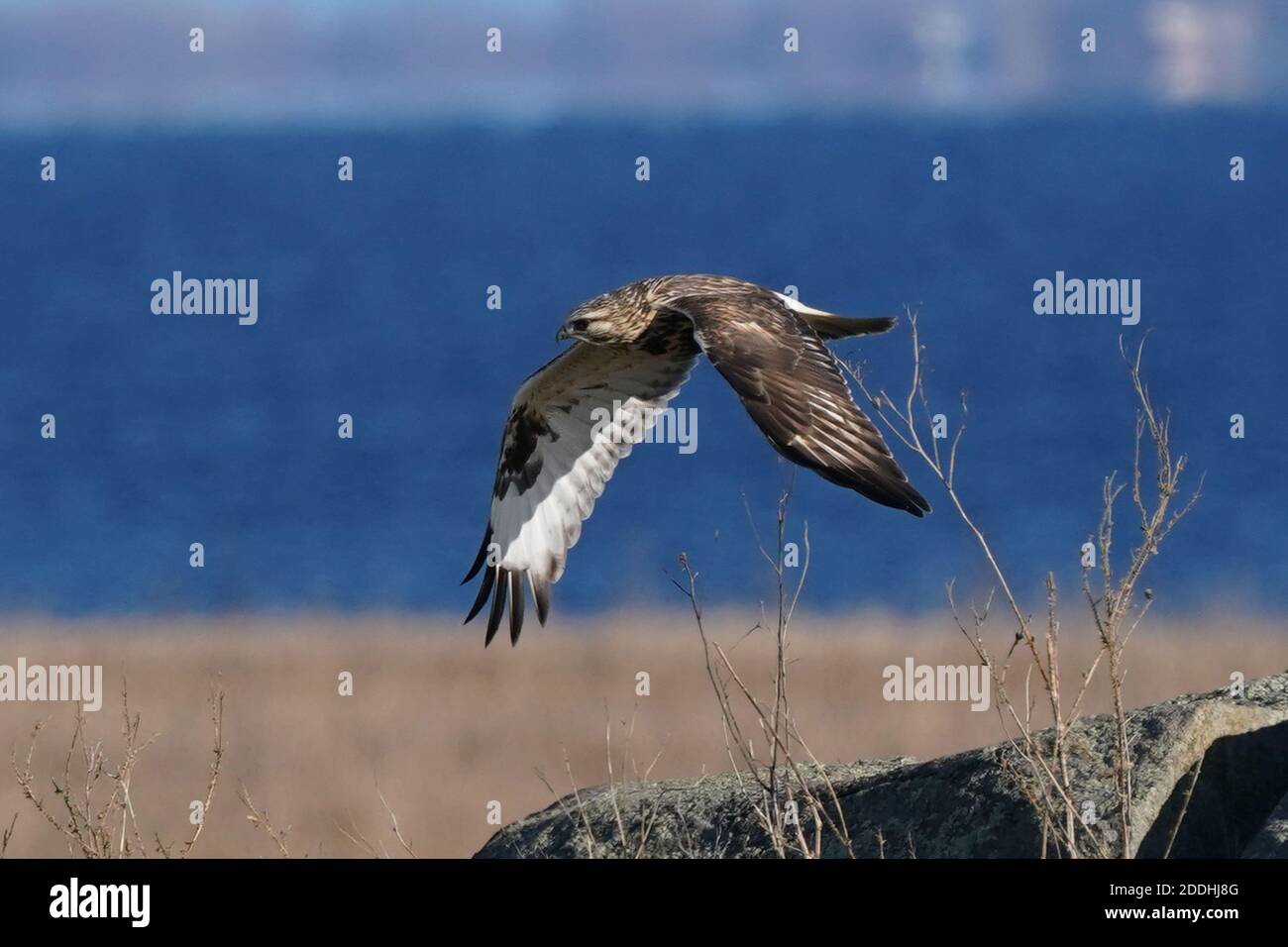 Falco a gambe ruvide seduto o in volo Foto Stock