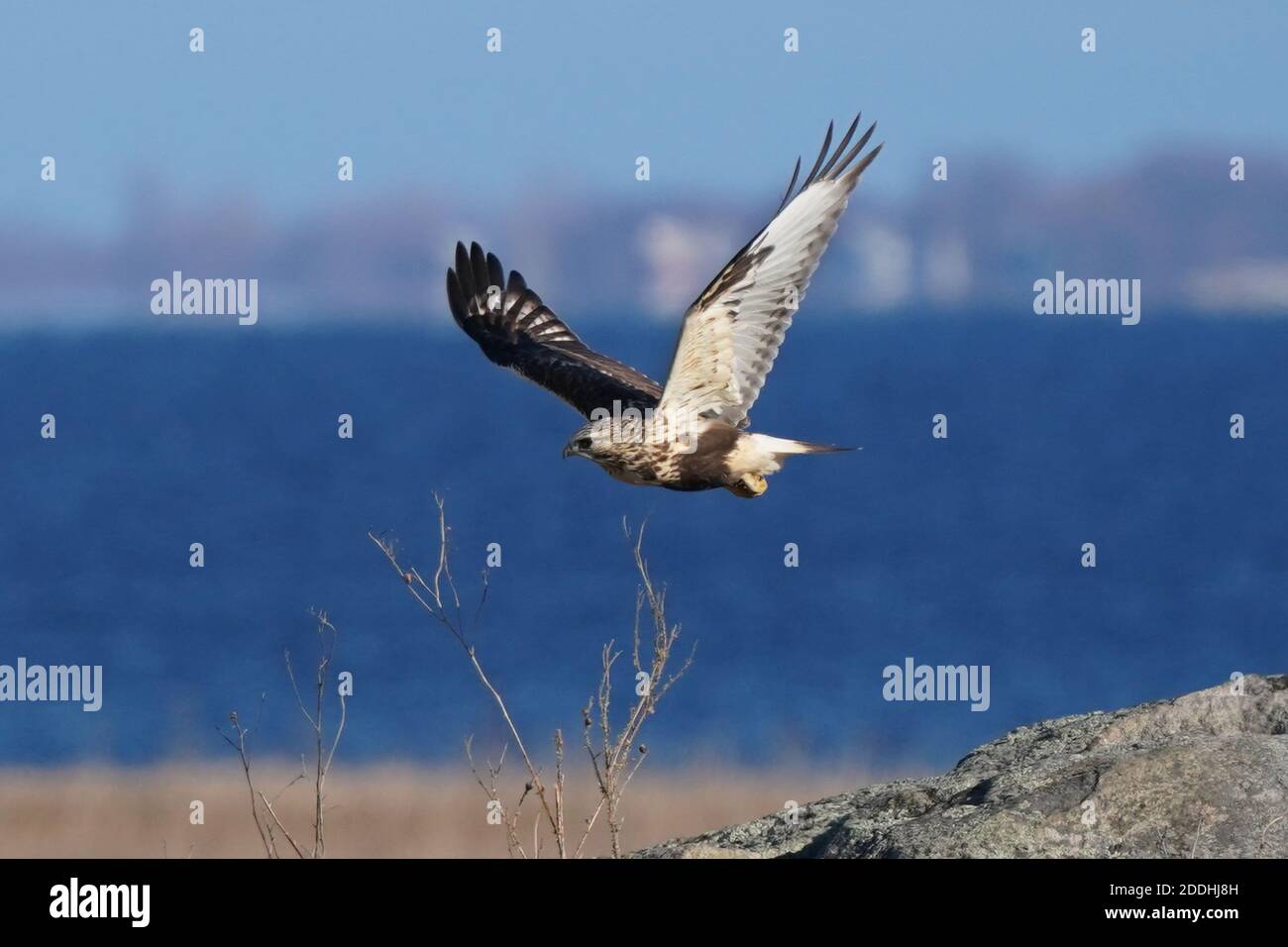Falco a gambe ruvide seduto o in volo Foto Stock