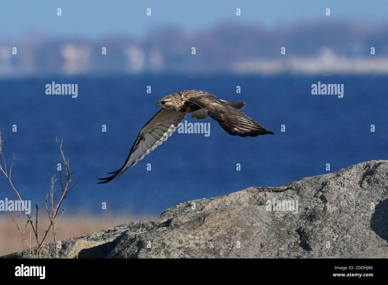 Falco a gambe ruvide seduto o in volo Foto Stock