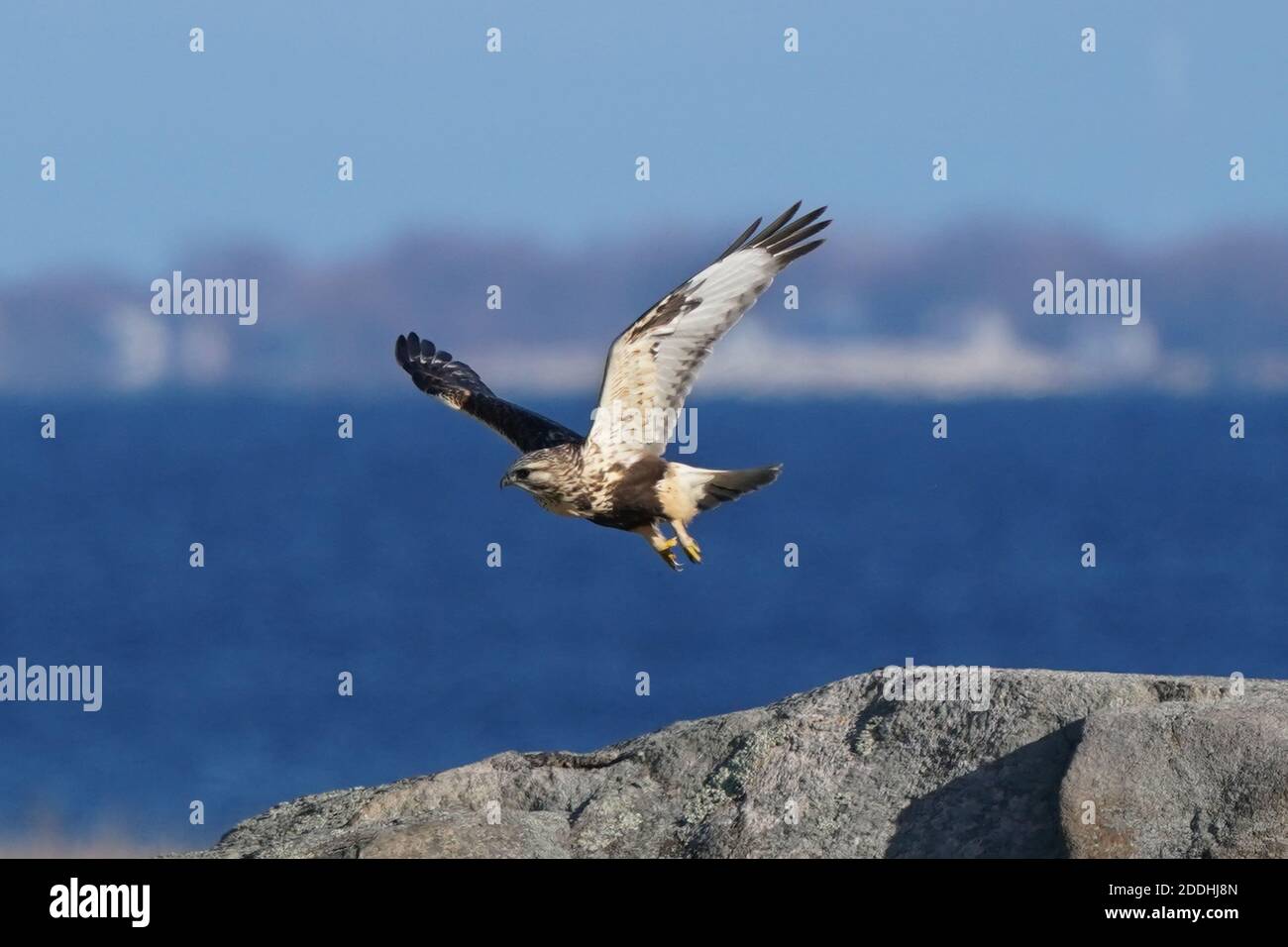 Falco a gambe ruvide seduto o in volo Foto Stock