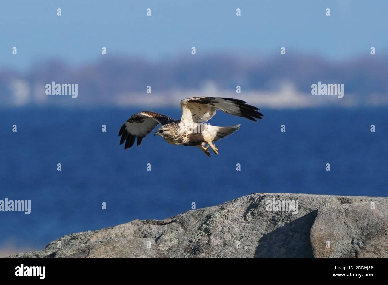 Falco a gambe ruvide seduto o in volo Foto Stock