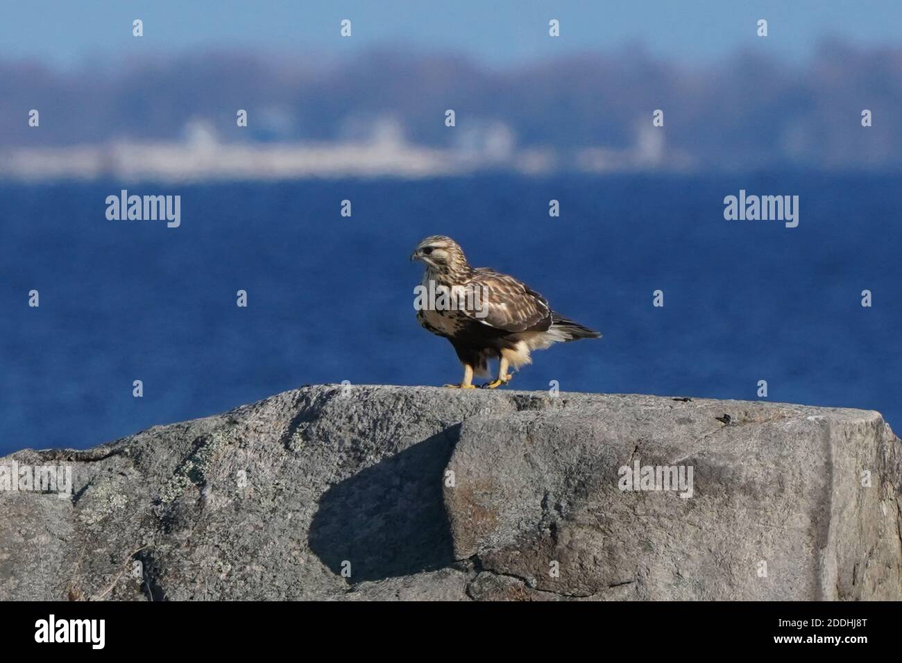 Falco a gambe ruvide seduto o in volo Foto Stock