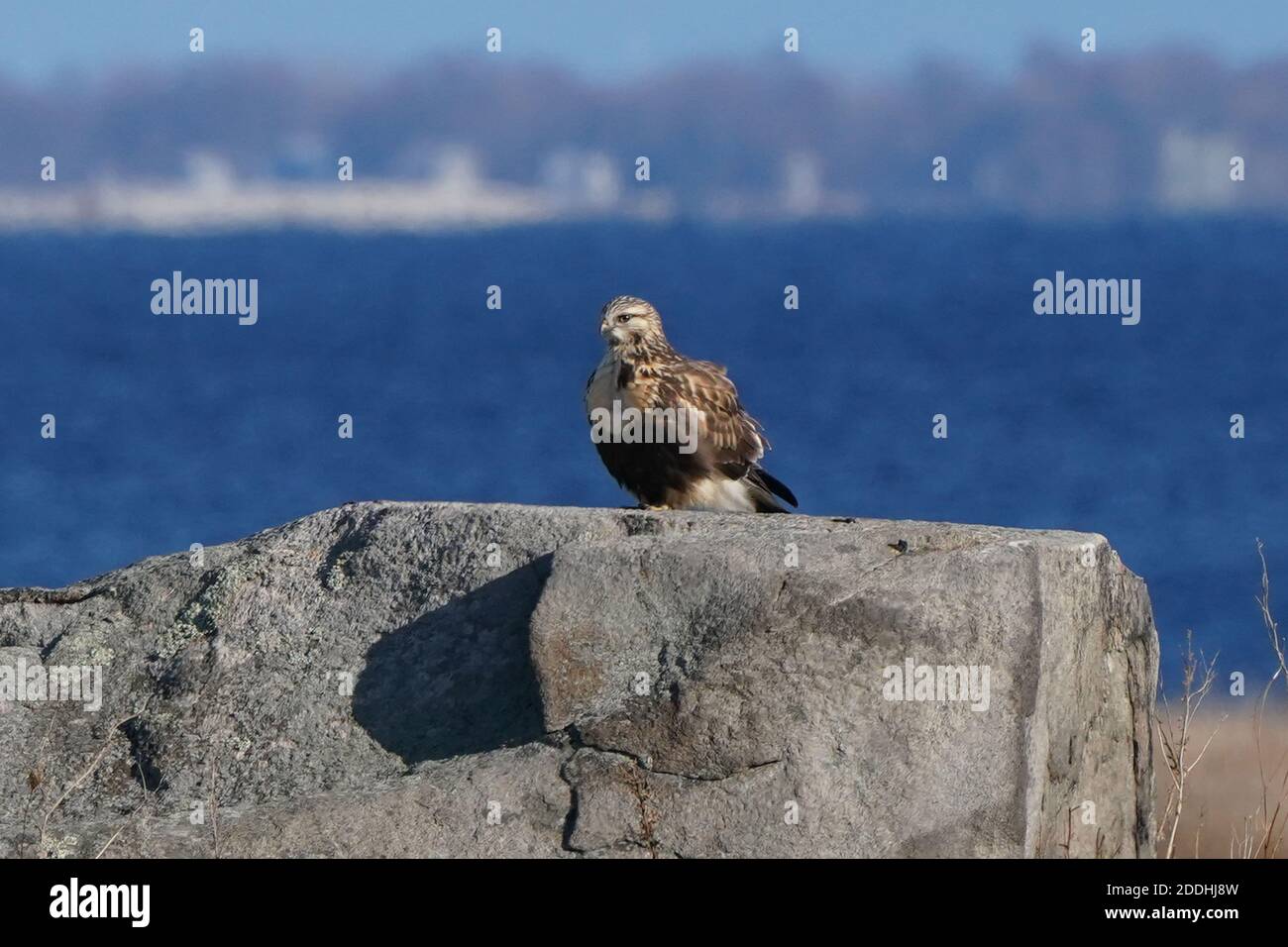 Falco a gambe ruvide seduto o in volo Foto Stock