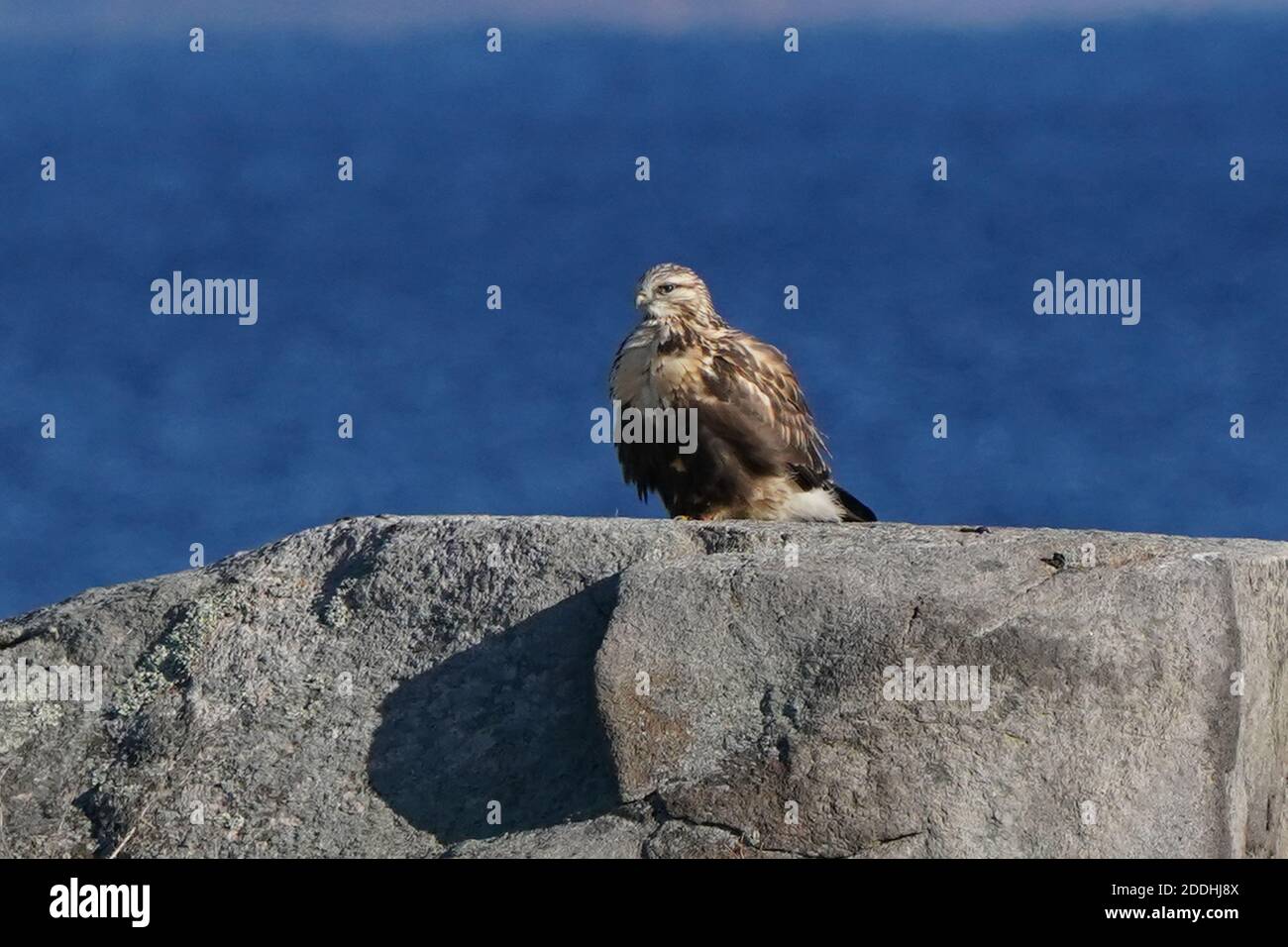 Falco a gambe ruvide seduto o in volo Foto Stock