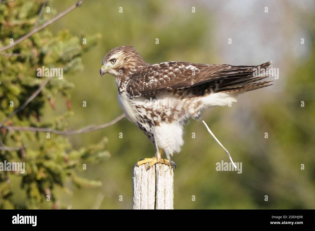 Falco coda rossa seduto su posta o in volo Foto Stock